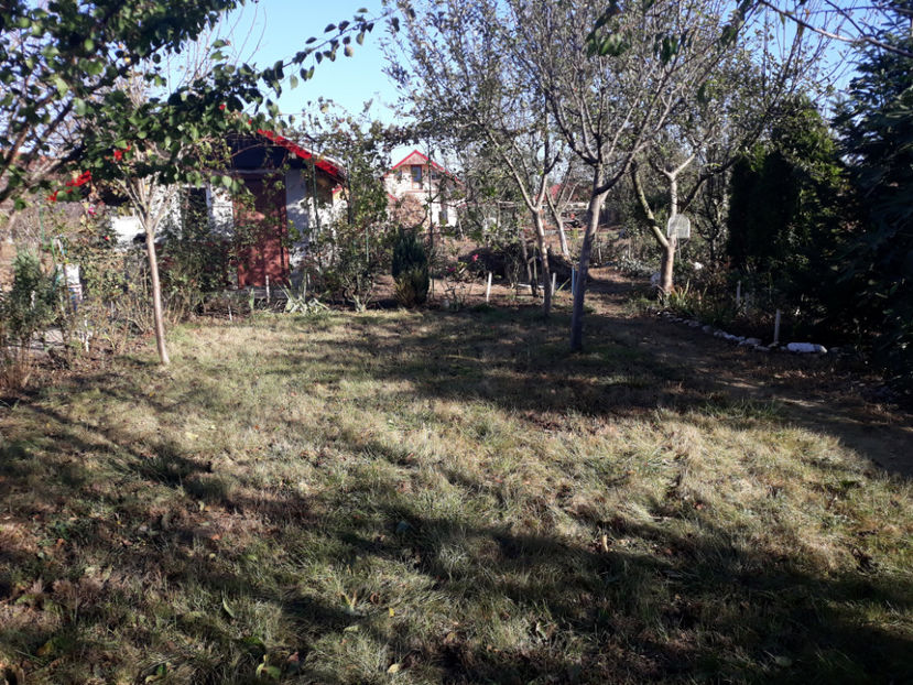  - Gradina si trandafirii 2018 - toamna