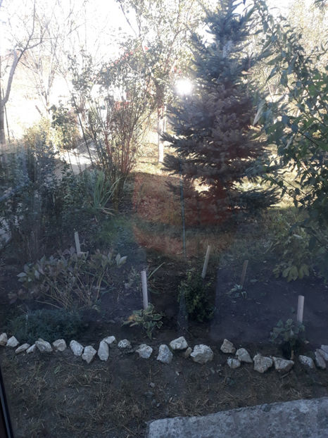  - Gradina si trandafirii 2018 - toamna