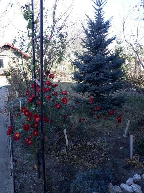  - Gradina si trandafirii 2018 - toamna