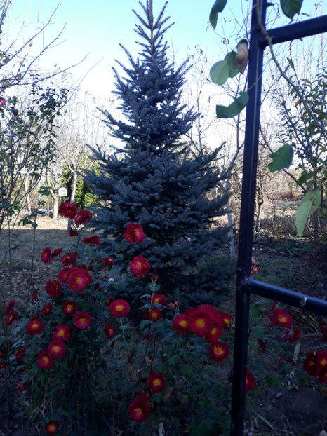  - Gradina si trandafirii 2018 - toamna