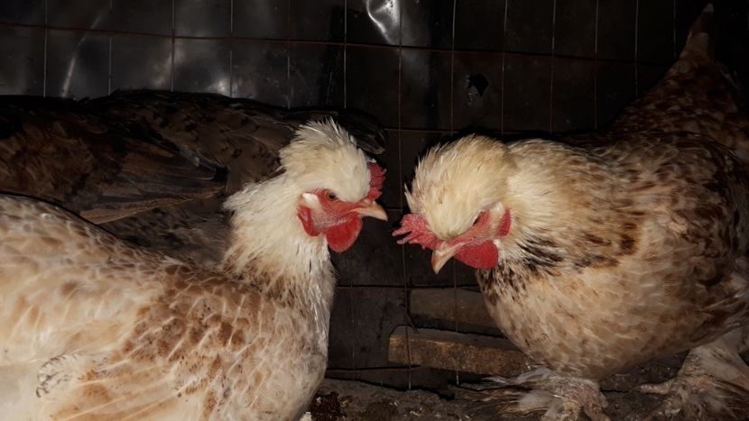  - Găini moțate mari de curte 2019