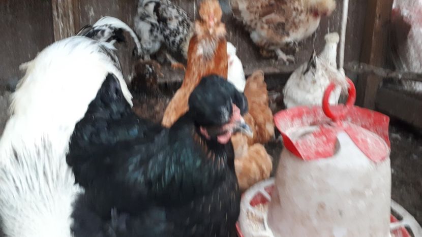  - Găini moțate mari de curte 2019