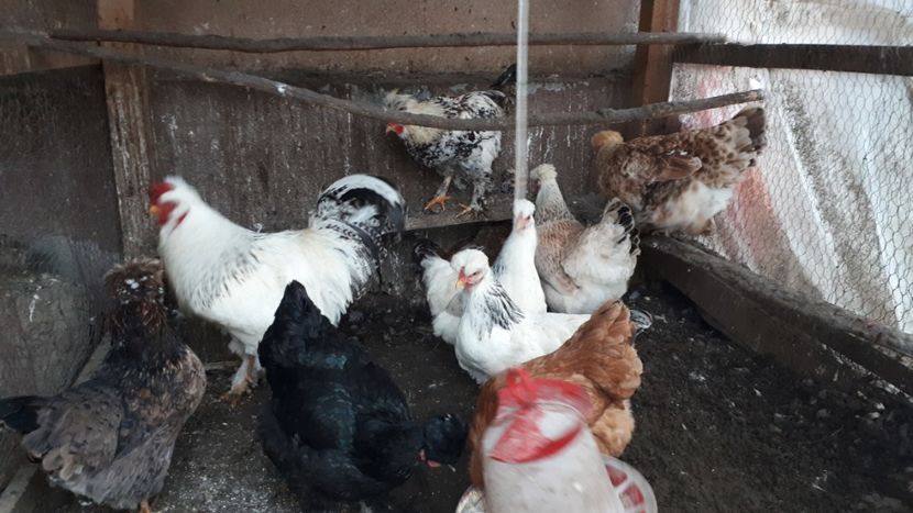  - Găini moțate mari de curte 2019