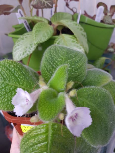  - EPISCIA