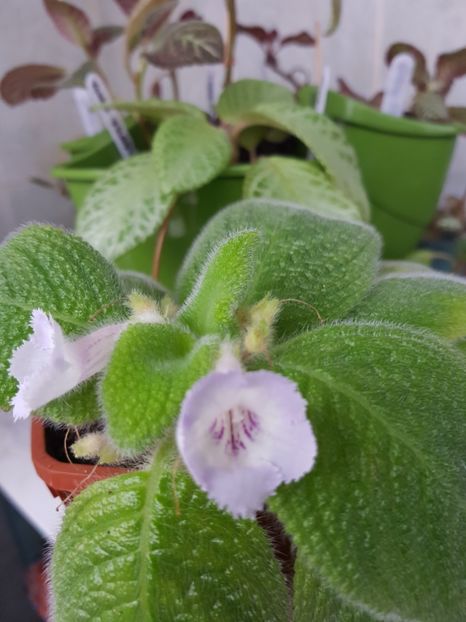  - EPISCIA