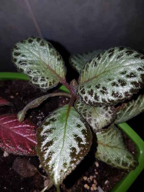  - EPISCIA