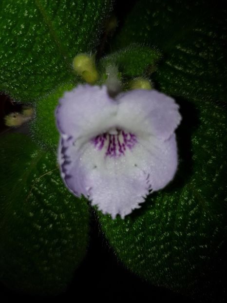  - EPISCIA