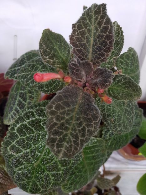  - EPISCIA