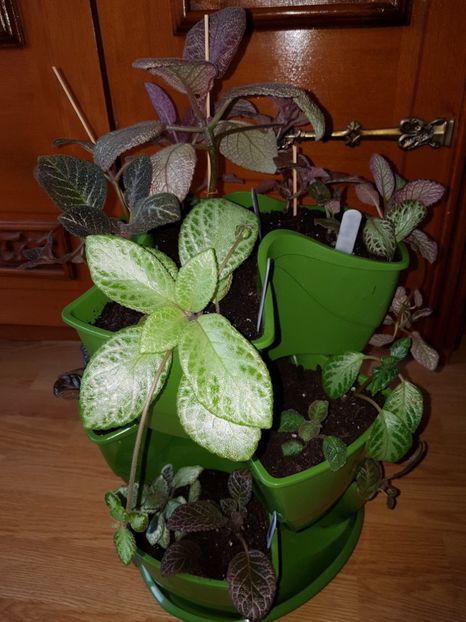  - EPISCIA