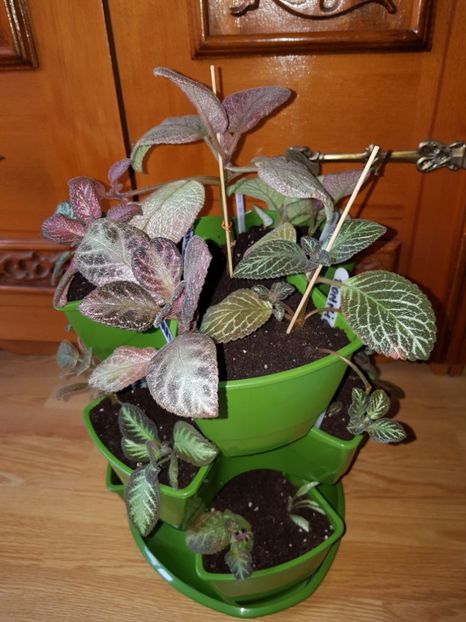  - EPISCIA