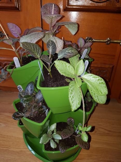  - EPISCIA