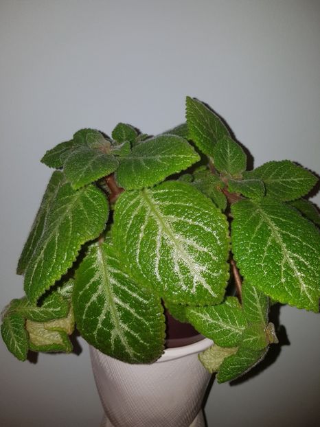  - EPISCIA