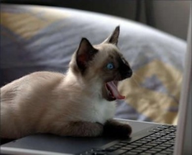 poze-pisici-birmaneze-amuzante-haioase-laptop - animale