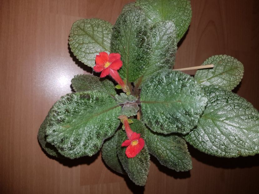  - EPISCIA