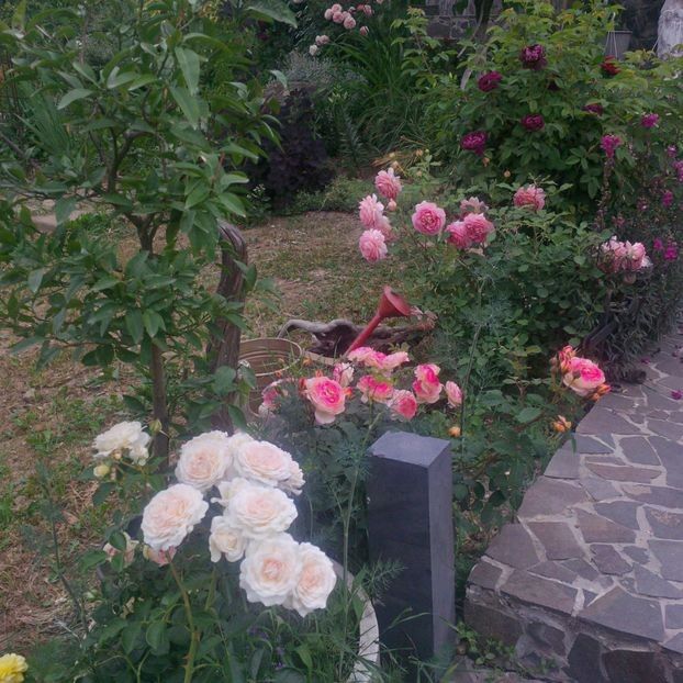  - favoritele gradinii mele