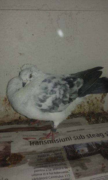  - Porumbei - Jucători de Timisoara