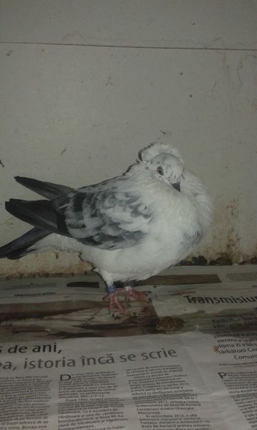  - Porumbei - Jucători de Timisoara