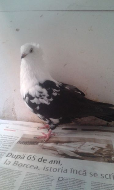  - Porumbei - Jucători de Timisoara