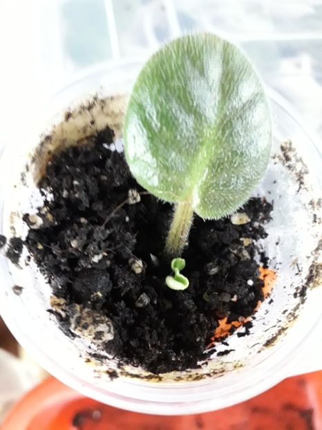  - A Frunze harnice 2018