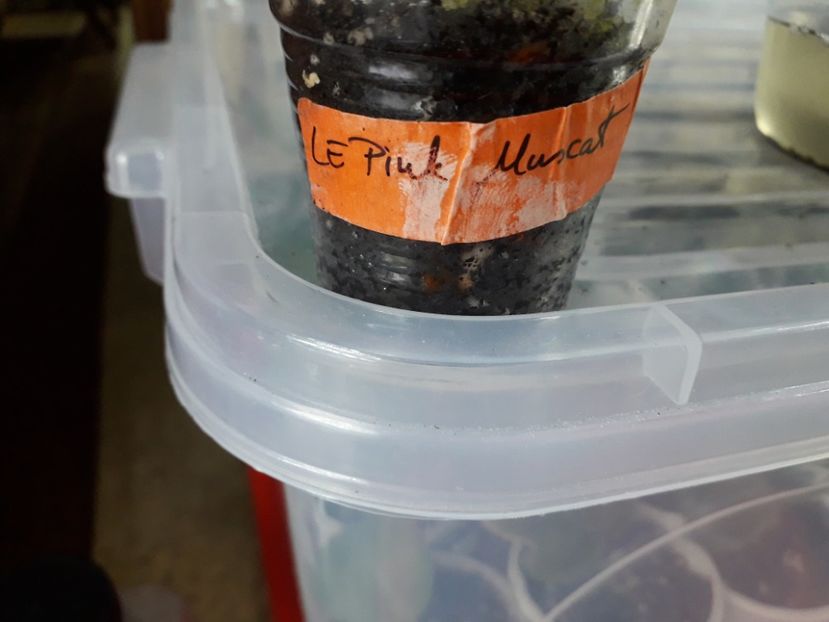 Olivia ea este frunză pe care nu o găseam printre hârtii... - A Frunze harnice 2018