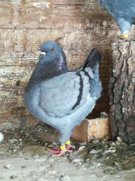  - b-king-matca de a lungul anilor