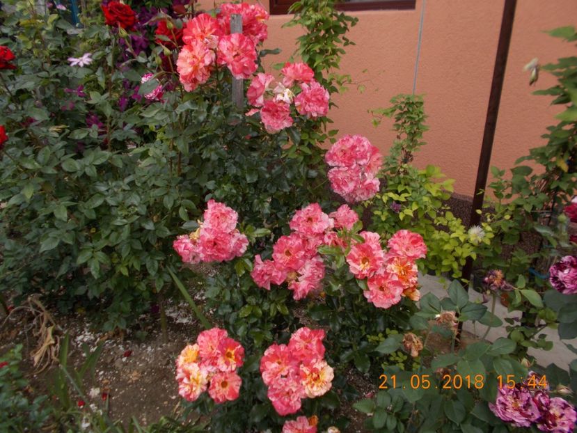  - TRANDAFIRI 2018
