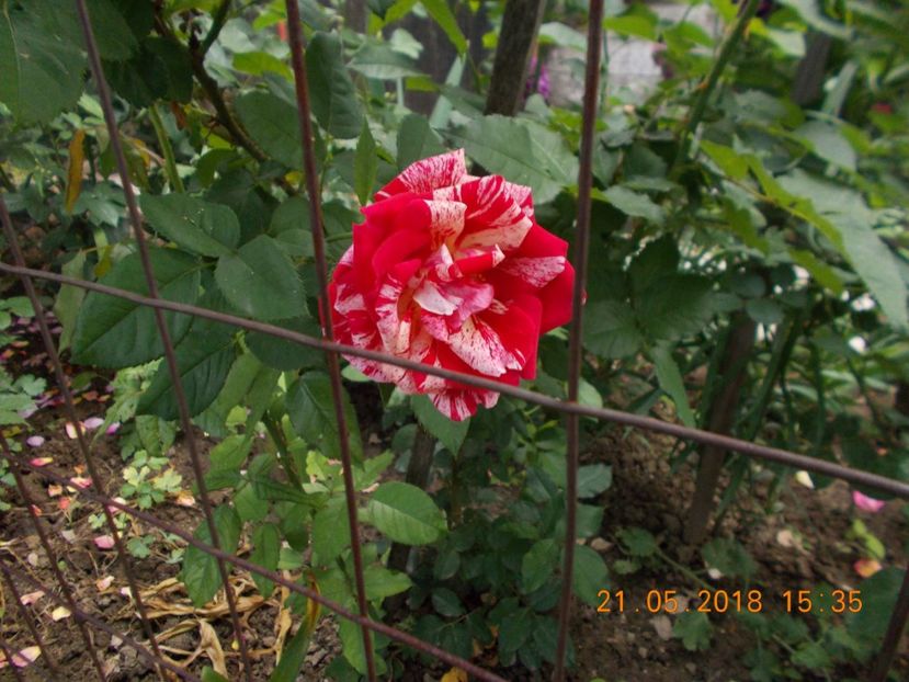  - TRANDAFIRI 2018