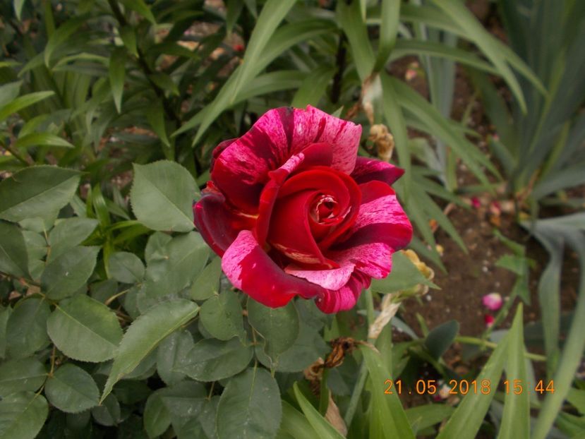  - TRANDAFIRI 2018