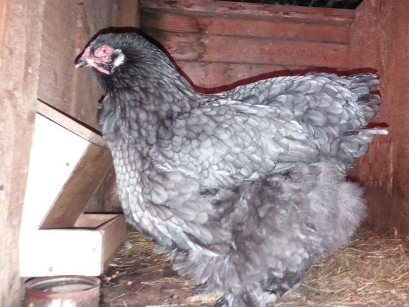  - BRAHMA ALBASTRU 2019