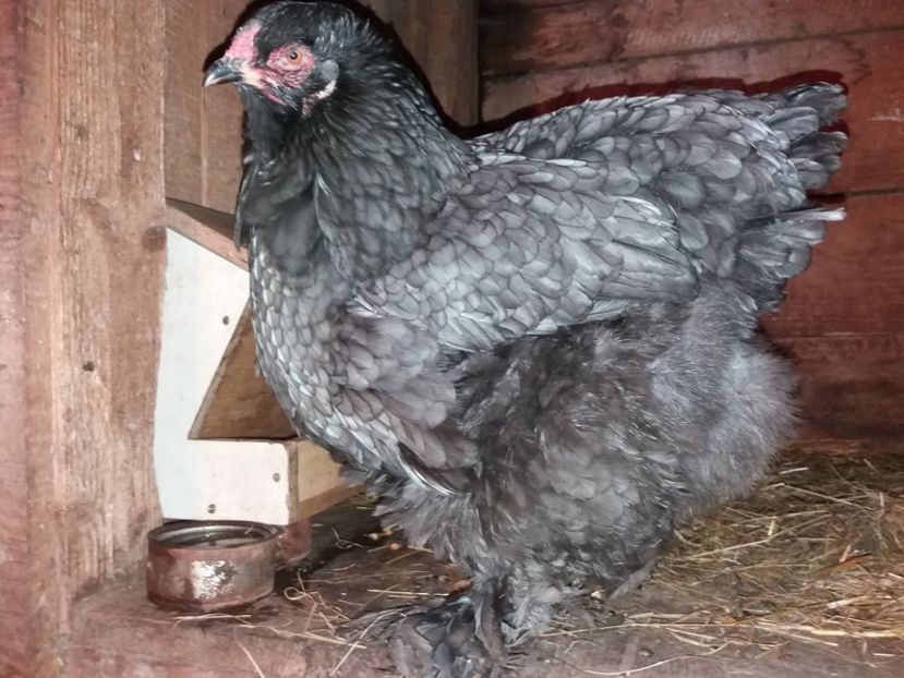  - BRAHMA ALBASTRU 2019