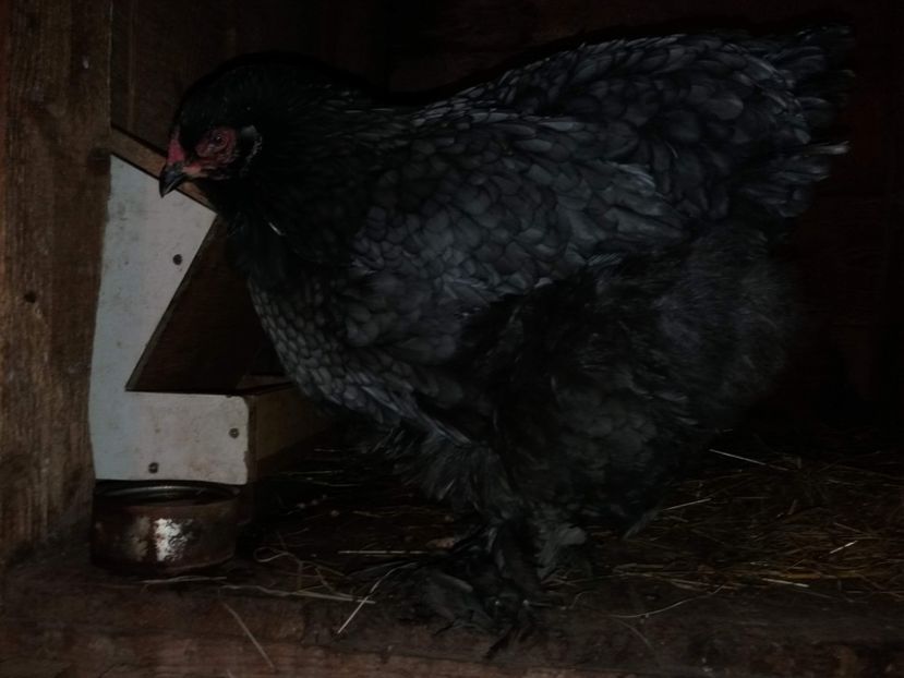  - BRAHMA ALBASTRU 2019