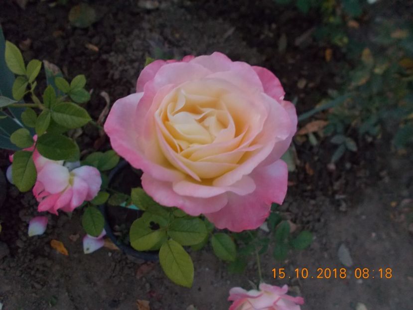 luna plina - TRANDAFIRI 2018