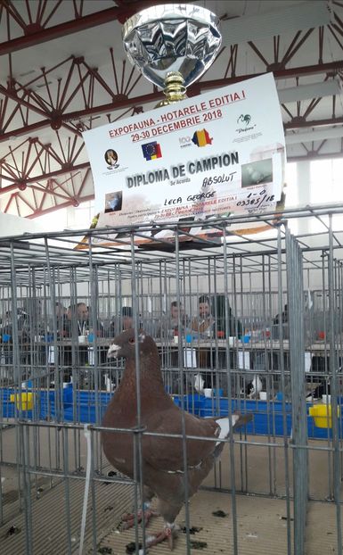 Campion Absolut la masculi tineri 96pc - Expozitia de Club Dacia Expofauna 2018 editia 1