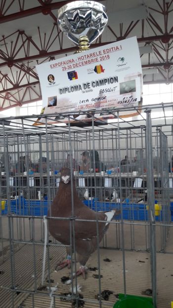  - Expozitia de Club Dacia Expofauna 2018 editia 1