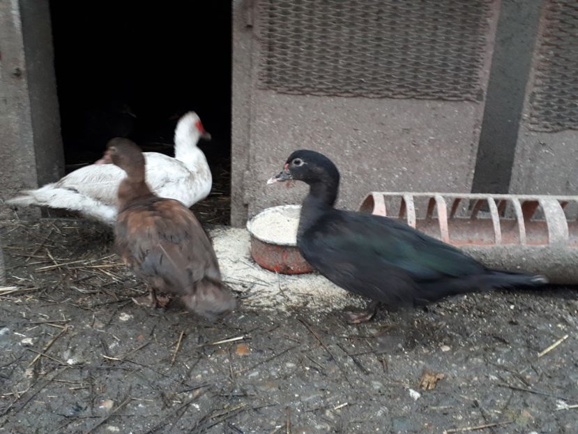  - C Rate lesesti si altele