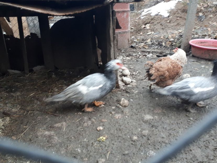  - C Rate lesesti si altele