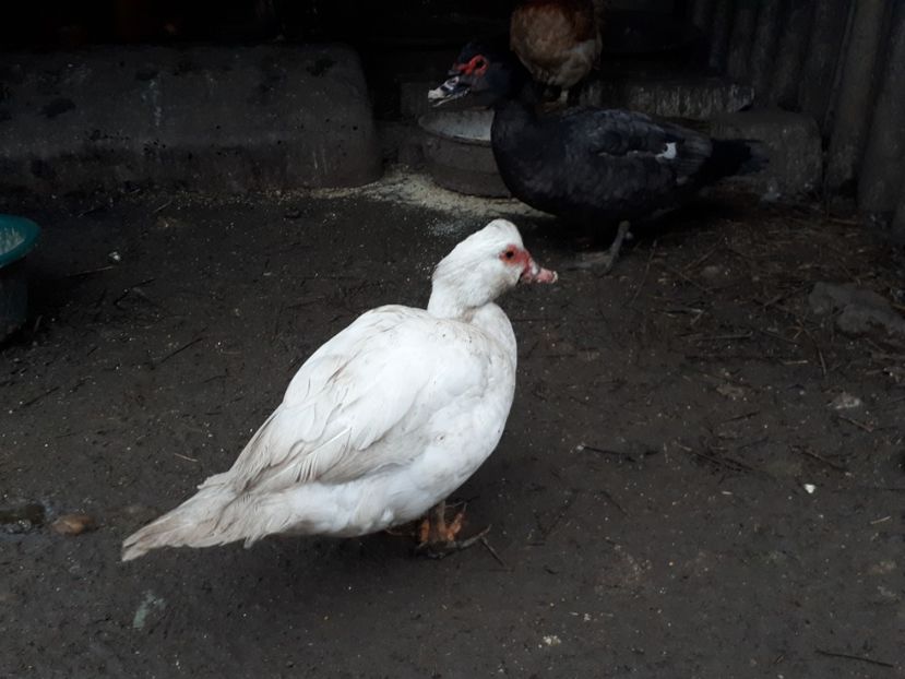  - C Rate lesesti si altele