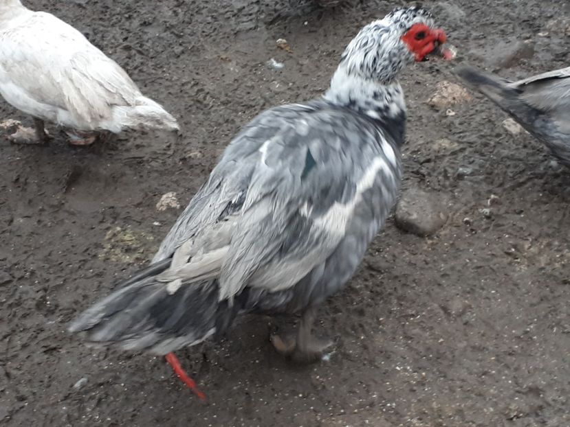  - C Rate lesesti si altele