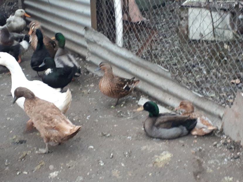  - C Rate lesesti si altele