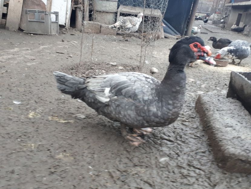  - C Rate lesesti si altele