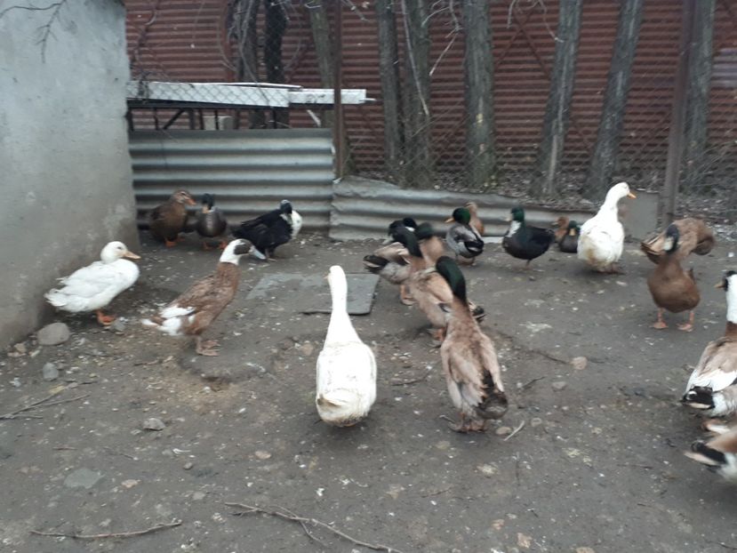  - C Rate lesesti si altele