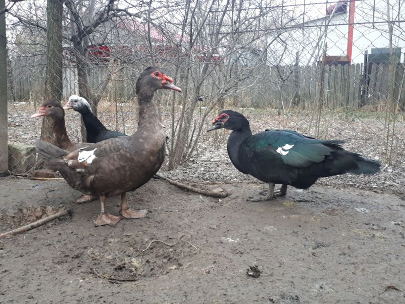  - C Rate lesesti si altele