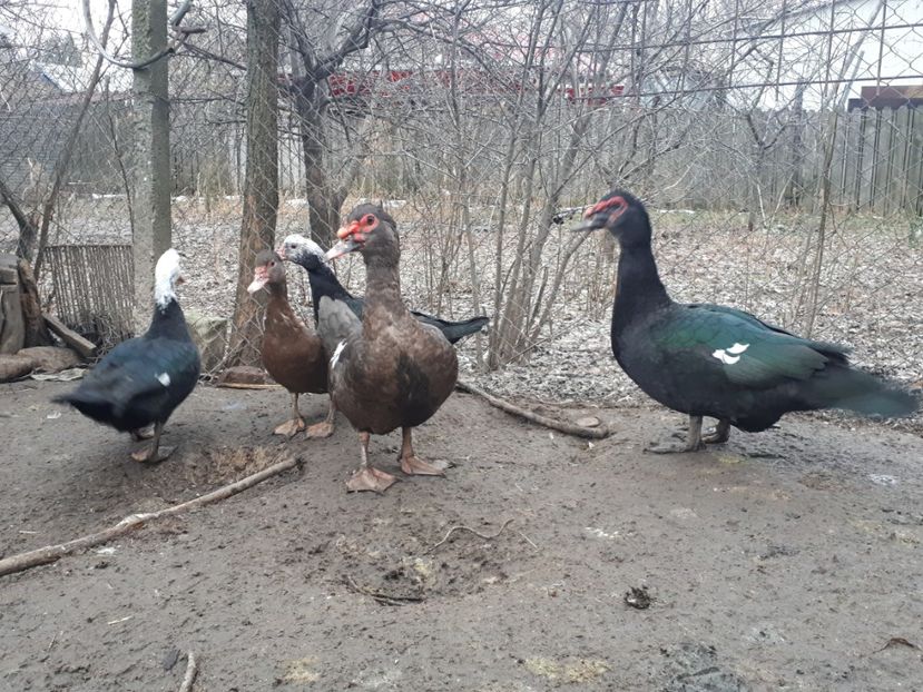  - C Rate lesesti si altele