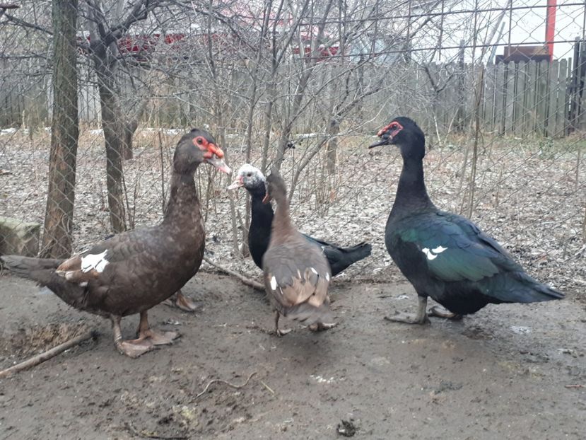  - C Rate lesesti si altele