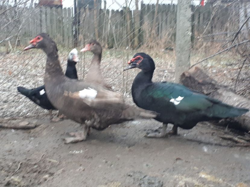  - C Rate lesesti si altele