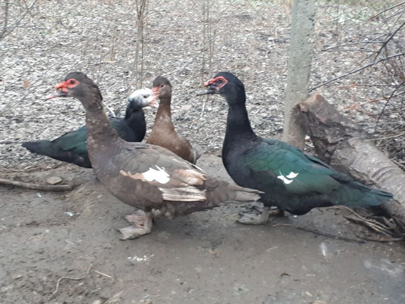  - C Rate lesesti si altele