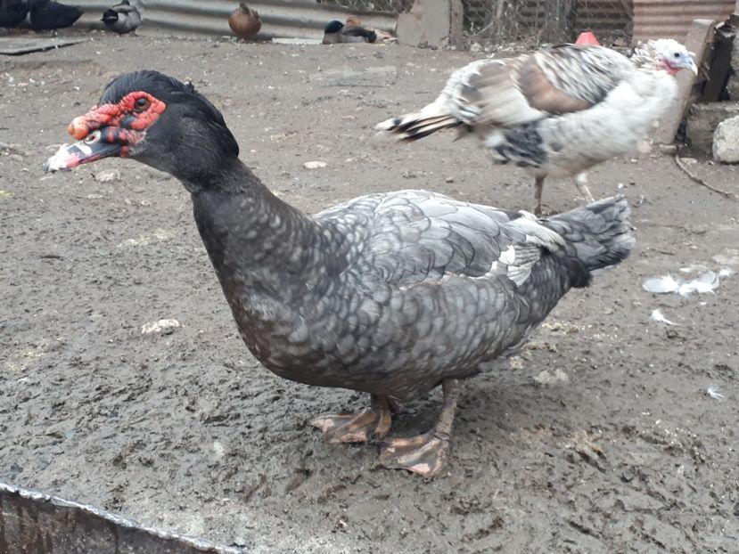  - C Rate lesesti si altele