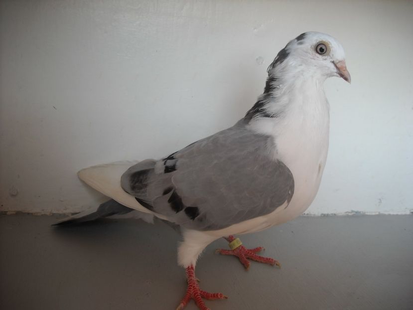  - PORUMBEI CARE MI AU APARTINUT