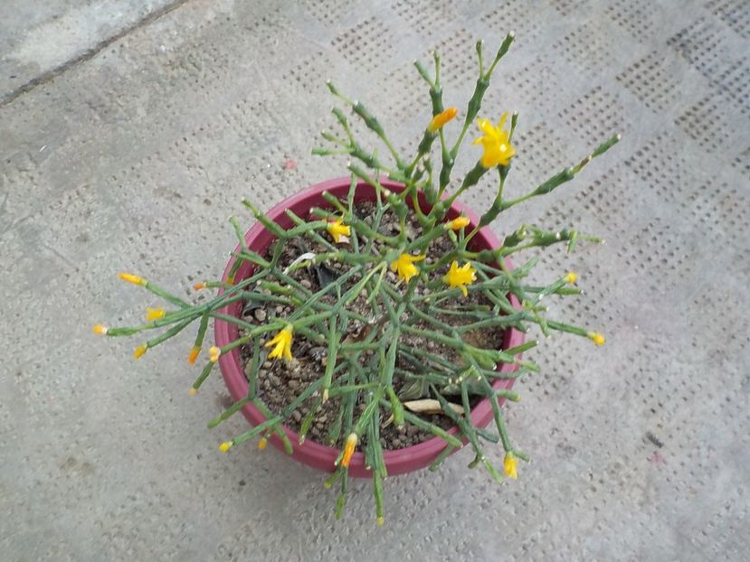  - salicornioides