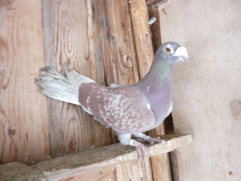 F-2015 - Voiajori stil vechi 2019